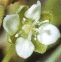 fheathflopearlwort