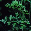 fhemlockfolwaterdropwort