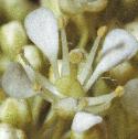 fhoaryflocress1