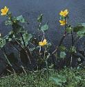 fmarshformarigold1