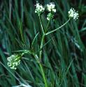 fpignutflos