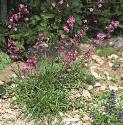 fredforcatchfly