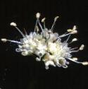 fsanicleflo1