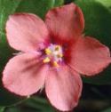 fscarletflo1pimpernel1