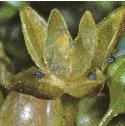 fseaflopearlwort