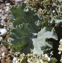 fseafolkale1