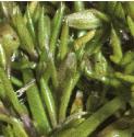 fseafolpearlwort