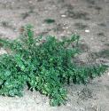 fsmallfornettle1