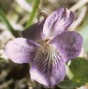 fteesdalefloviolet