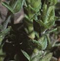 fthymefolleavedsandwort1