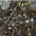 fthymeforleavedsandwort
