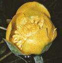 fyellowflowaterlily