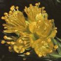 fyellowflowhitlowgrass