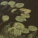 fyellowfolwaterlily