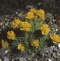 fyellowforwhitlowgrass
