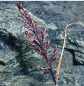 flattenedfflosmeadowgrass
