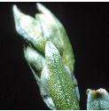 flyfflo11budcorchid