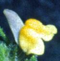 frenchfflotoadflax