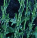 frenchffoltoadflax
