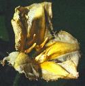 fringedfflowaterlily1