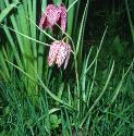 fritillaryffor