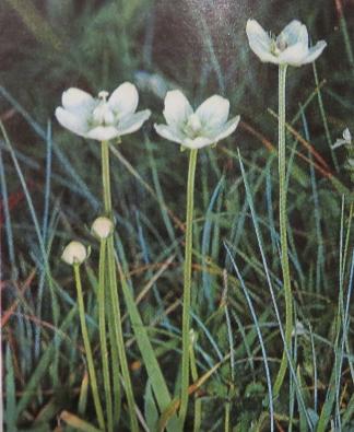 grassofparnassusparnassiapalustrispolunin
