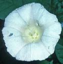 greatfflobindweed