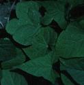 greatffolbindweed1