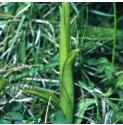 greenffolwingedorchid1a