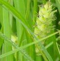 hairyffolsedgebritishflora1