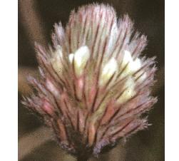 haresfootffloclover