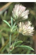 haresfootfflos2clover