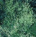 hedgefforbedstraw1