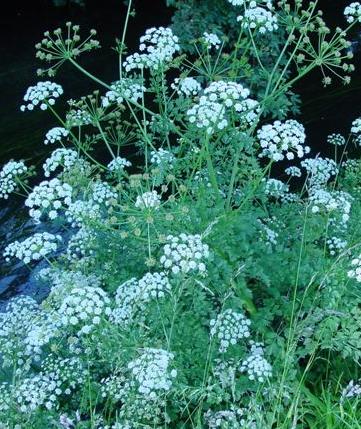 hemlockfforwaterdropwortbritishflora1