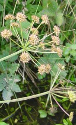 hemlockffruswaterdropwortbritishflora