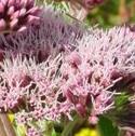 hempffloagrimonybritishflora1