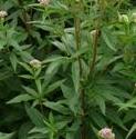 hempffolagrimonybritishflora1