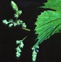 hopfflosmale