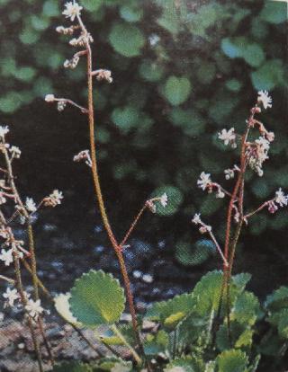 kidneysaxifragesaxifragahirsutapolunin1