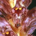 knapweedfflobroomrape