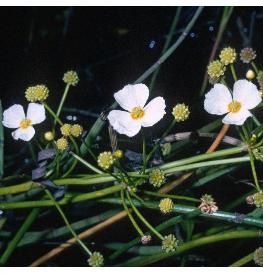 lesserffloswaterplantain