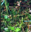 lesserffortwayblade1a