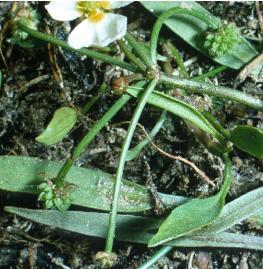 lesserffruswaterplantain