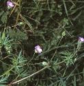 longstalkedfforcranesbill1
