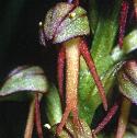 manfflo5orchid1