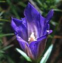 marshfflo2gentian