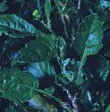 marshffolragwort