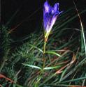 marshfforgentian