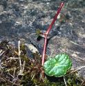 marshfforpennywort