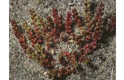 mossyffor2stonecrop